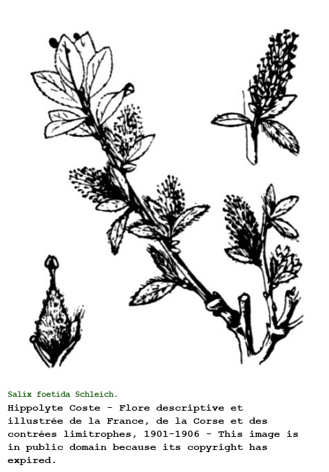Salix foetida Schleich.